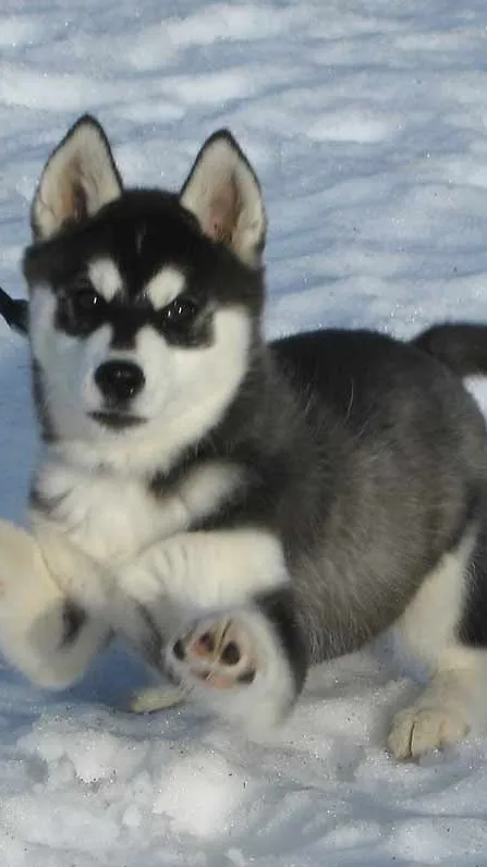 ai character: its just a fpe one background