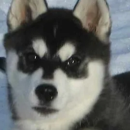 chat with ai character: its just a fpe one