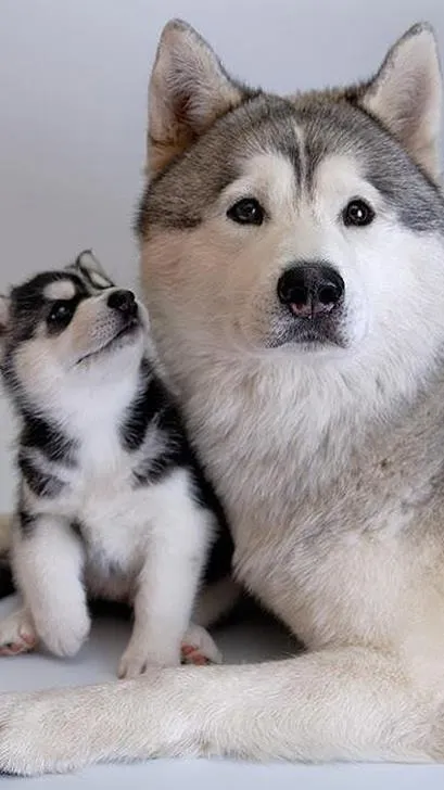 ai character: miss circle background