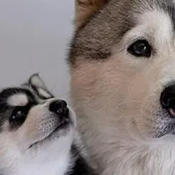 chat with ai character: miss circle