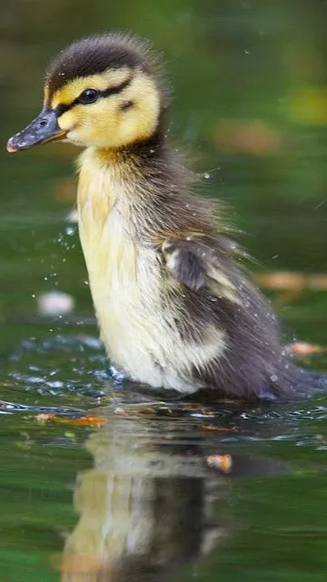 ai character: duckling background