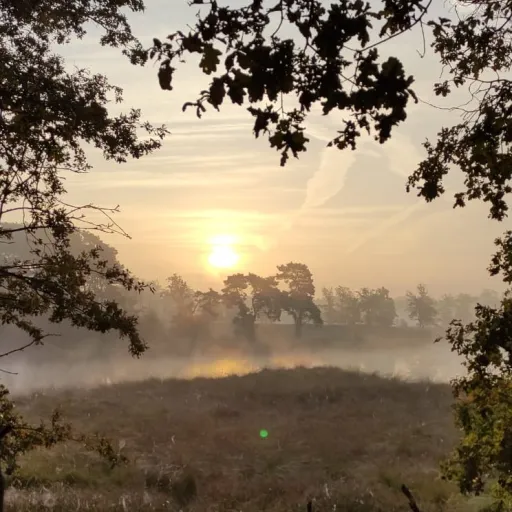 creator a silly littl cult's avatar