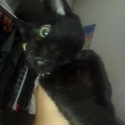 creator catlover10158's avatar