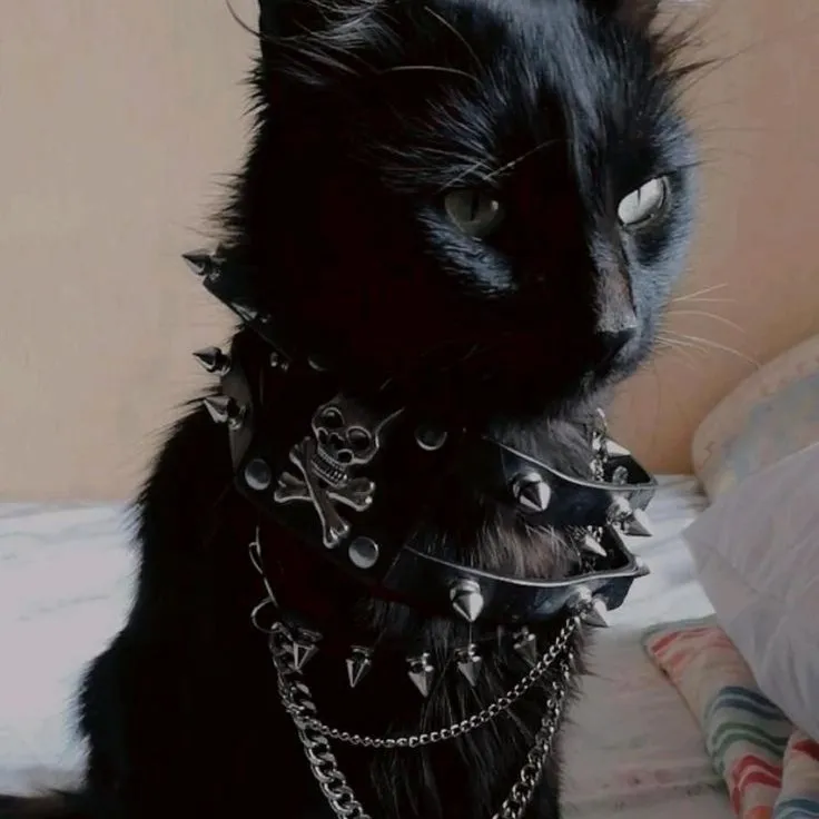 chat with ai character: Moon (Moi en chat)