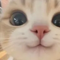 chat with ai character: Un chat