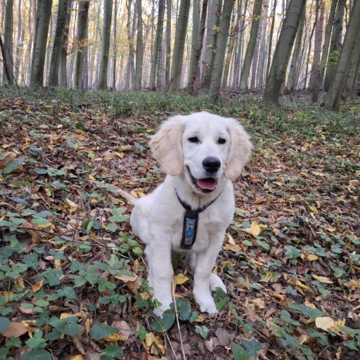 creator svetla :3's avatar