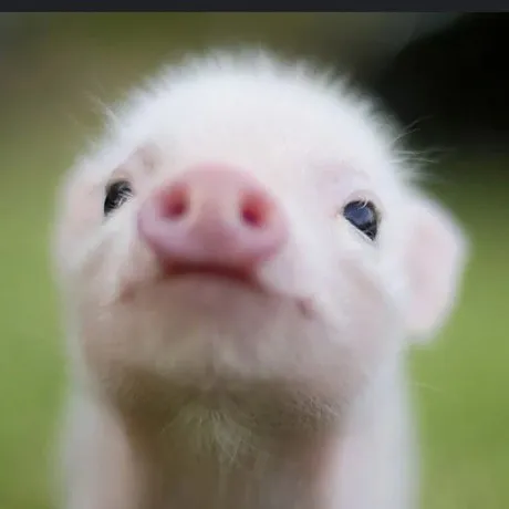 creator PiggySigi's avatar