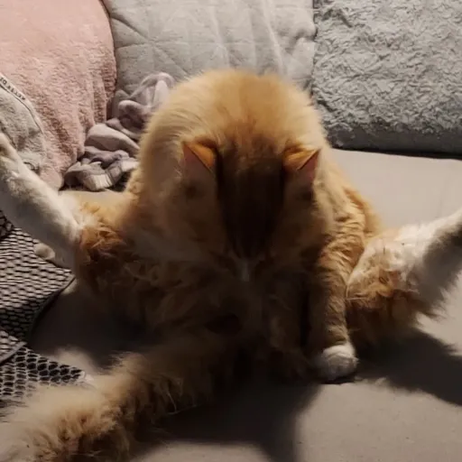 creator Star4_life<3's avatar