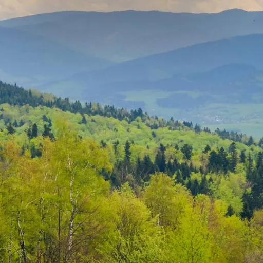 creator 𝓕𝓞𝓐𝓜𝓢𝓣𝓔𝓡ꨄ𝘠𝘦's avatar