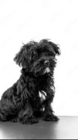 ai character: spike background