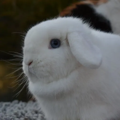 creator Bunbun_bread's avatar