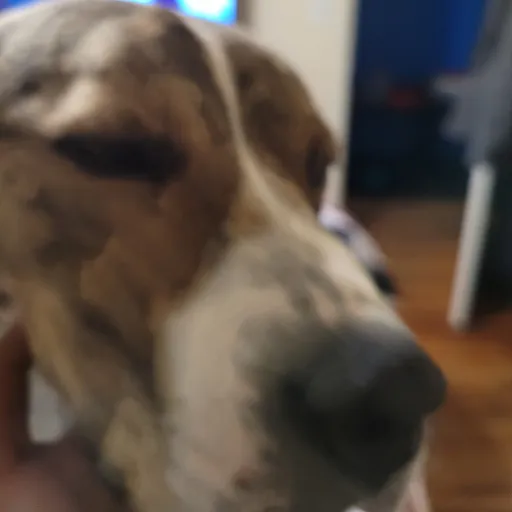 creator guess who tee hehe's avatar