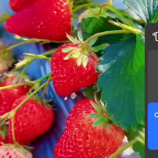 creator ~ Strawberry🍓🍭🩷~'s avatar