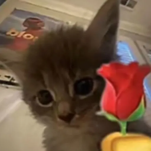 creator soy oreo's avatar