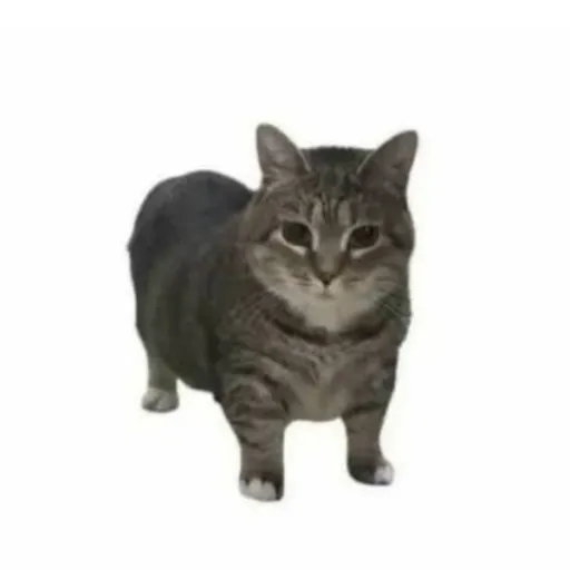 creator fenetsito's avatar