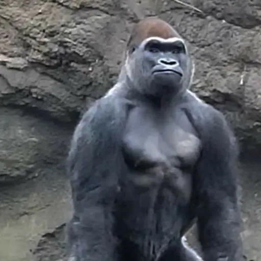 creator grri39rbfbwow93ur's avatar