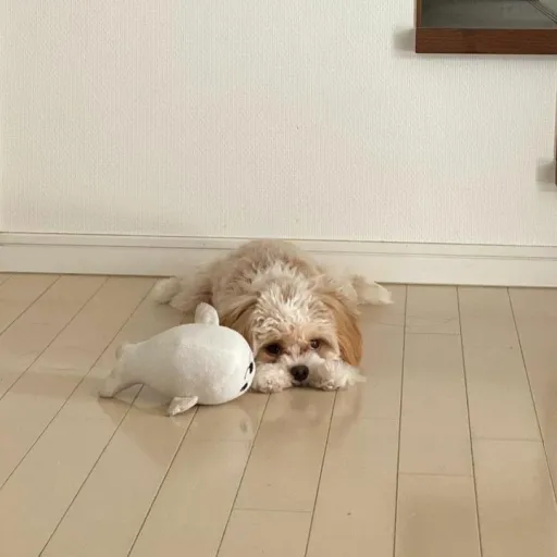 creator Aewintter's avatar