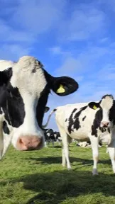 ai character: Milk Farm background