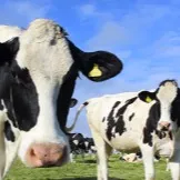 chat with ai character: Milk Farm