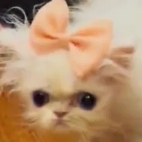 creator ☆da baddie cat☆'s avatar