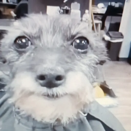 creator Ruo1oj1's avatar