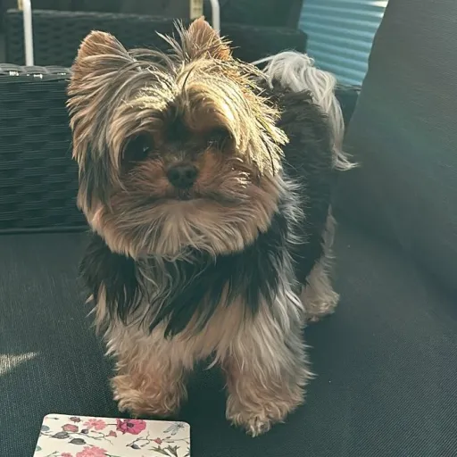 creator Shar°'s avatar