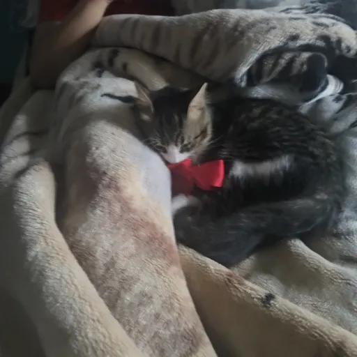 creator 🌙Noviet_chipy⭐'s avatar