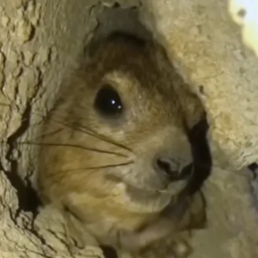 creator ☆ ¢αѕρєя! ★'s avatar