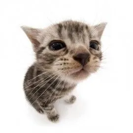 creator LIM-JOO-KYUNG♡'s avatar