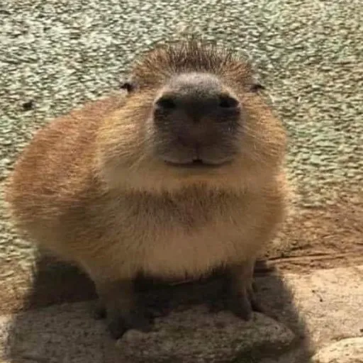 creator NoneYaBees's avatar