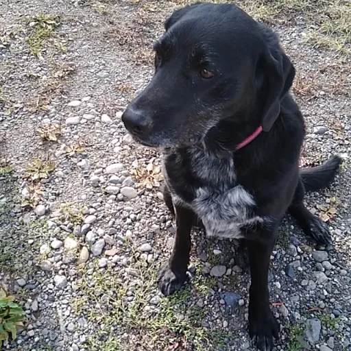 creator Drake kin's avatar