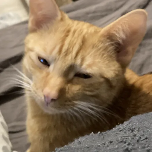 creator Talkior-6mFoKlaN's avatar