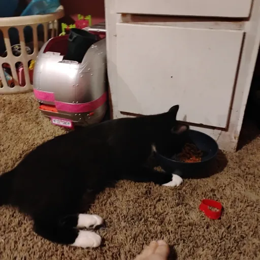 creator Gracelynn mae321's avatar