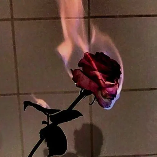 creator crazy_stay 🐿🎸🌟's avatar