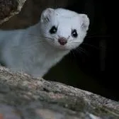 creator erminelover's avatar