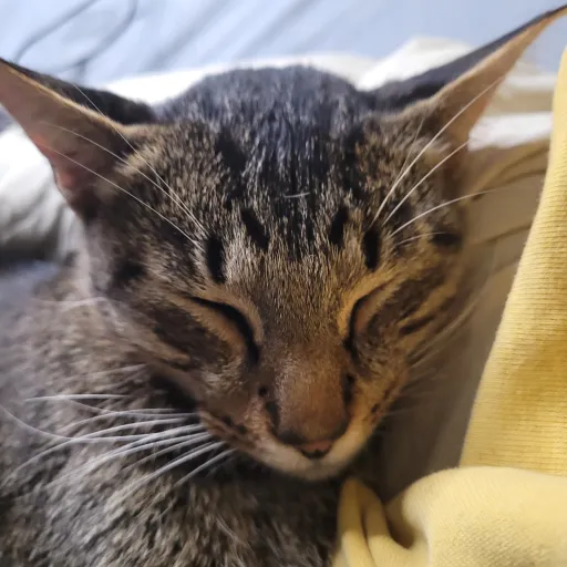 creator lil peach cat1234's avatar