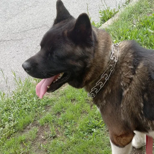 creator Liamguy10000000000's avatar