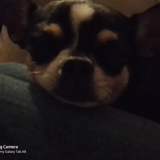 creator ♡♤~sofia~♤♡'s avatar