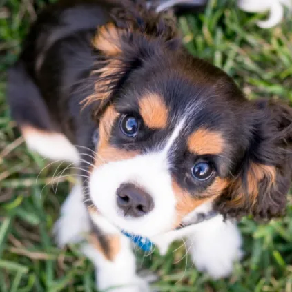 creator My dog💗💗💗💗's avatar