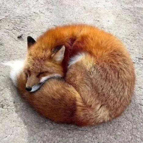 creator Megan☆'s avatar