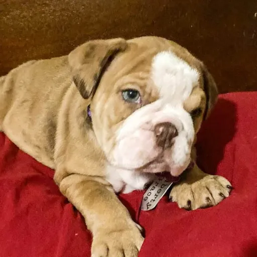 creator blazelibby123!'s avatar