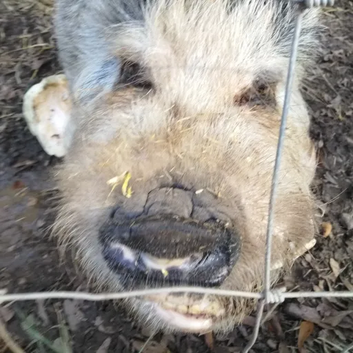 creator 🐔 Chicken 🐓 Nugget's avatar