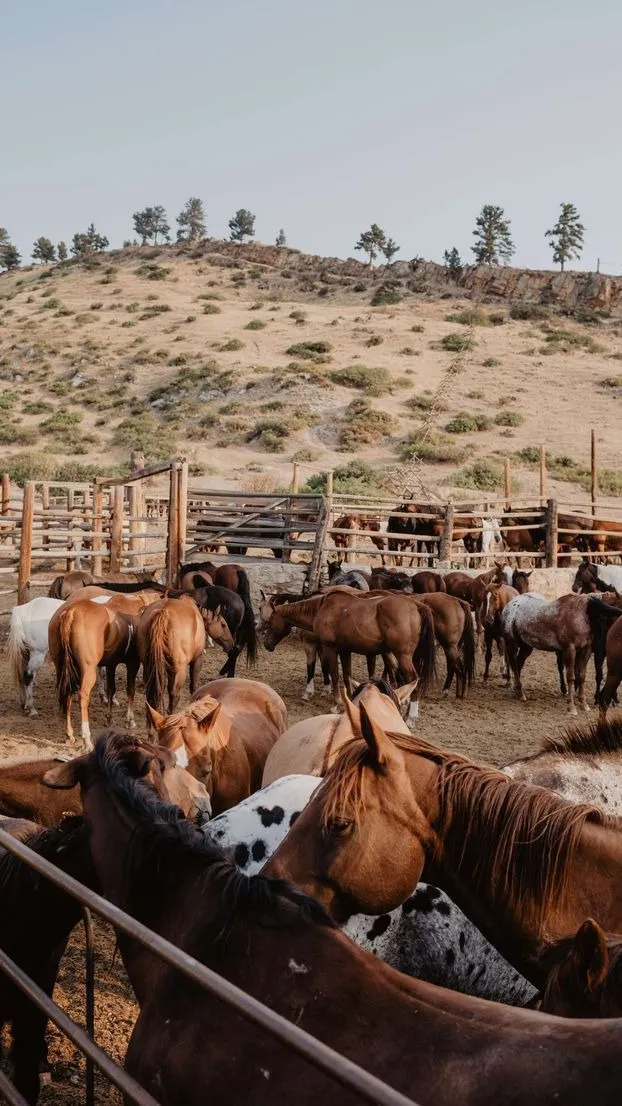 ai character: Heartland S1 background