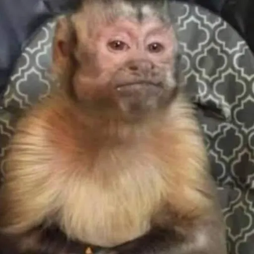 creator ~Mango_Xd~'s avatar