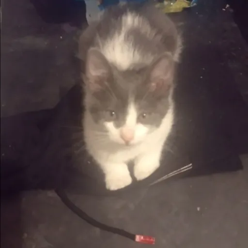 creator Nazareth anazareth's avatar