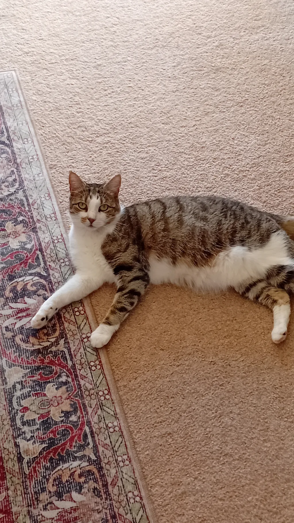 ai character: 💫 Suggestions 💫 background