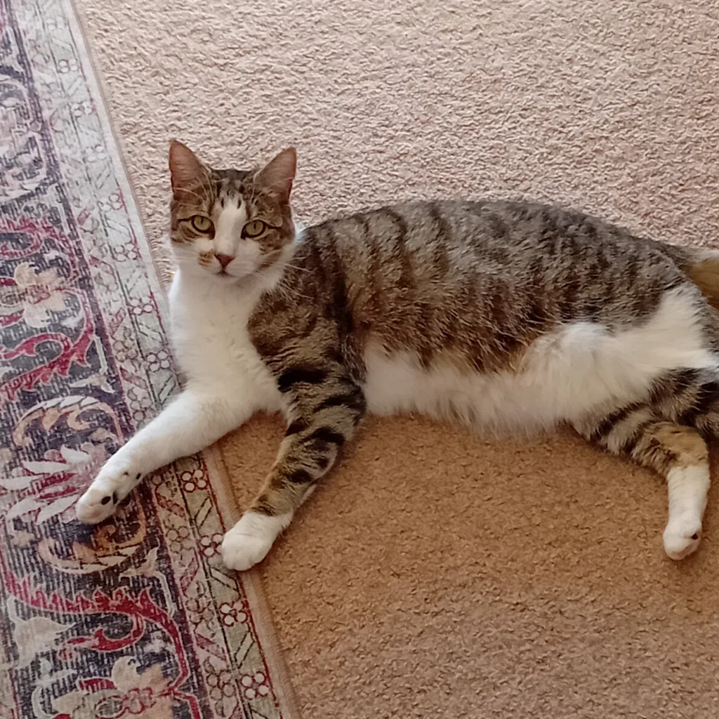 chat with ai character: 💫 Suggestions 💫