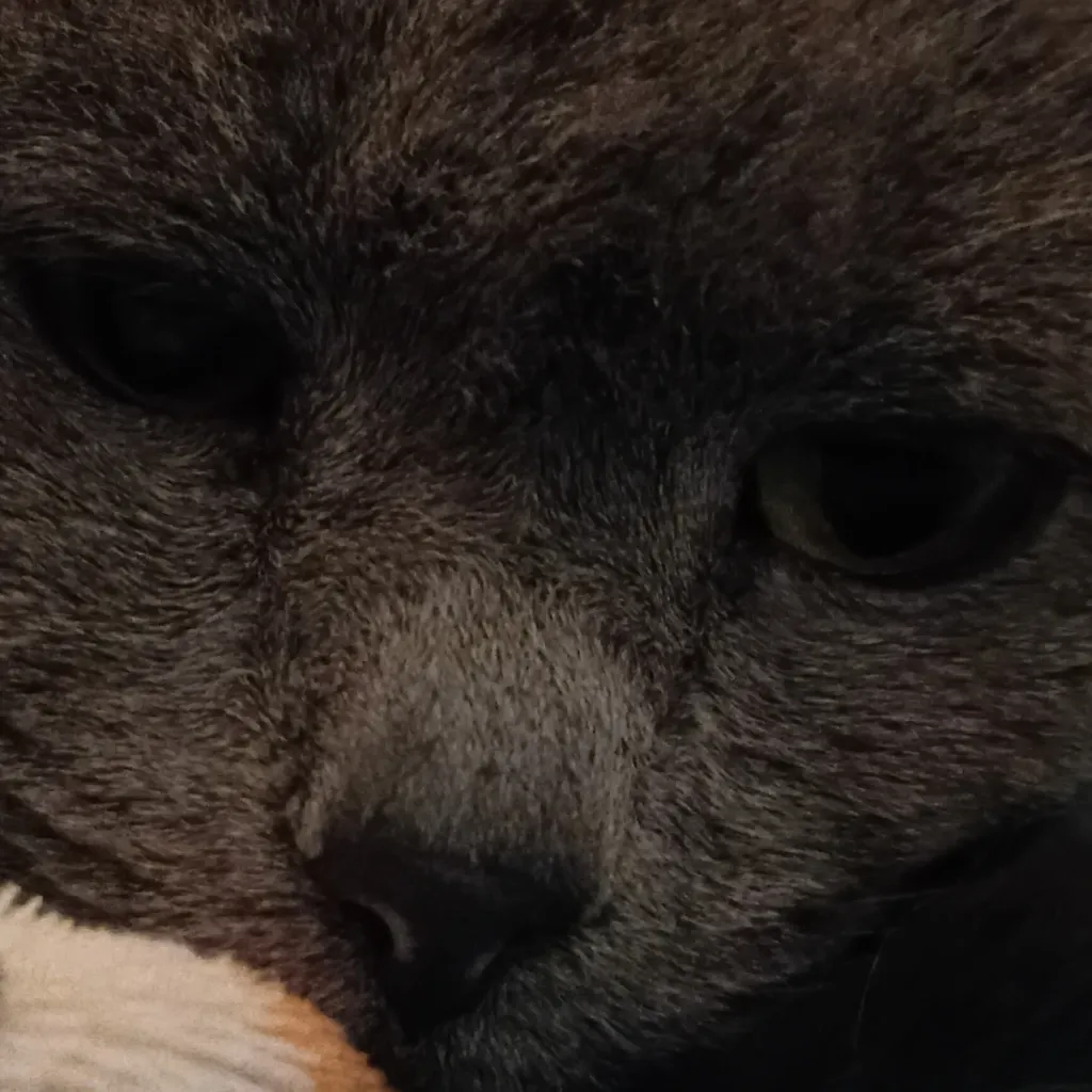 chat with ai character: 🐈‍⬛ Artemis 🦇