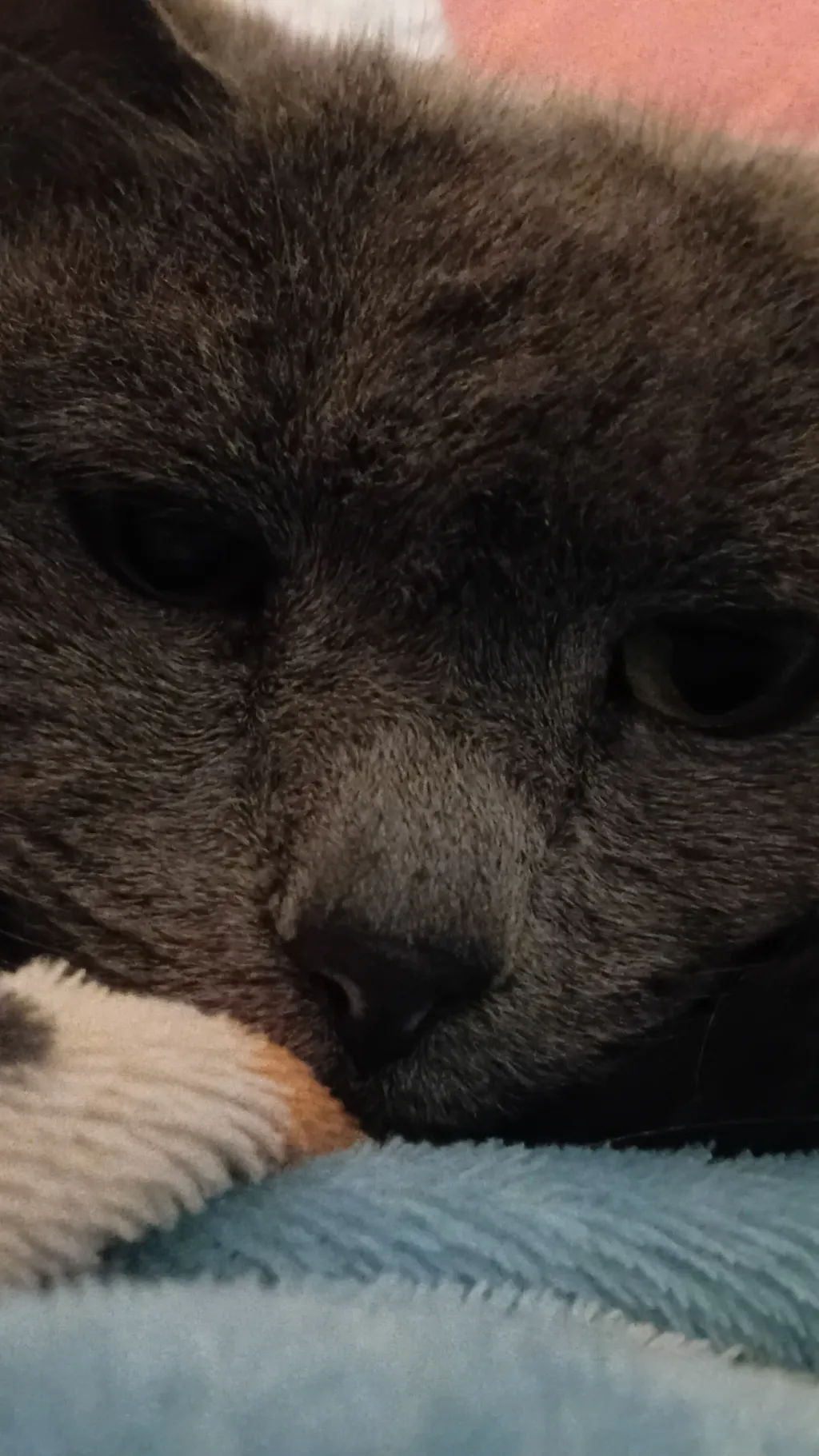 ai character: 🐈‍⬛ Artemis 🦇 background