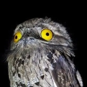 creator Giro7429's avatar